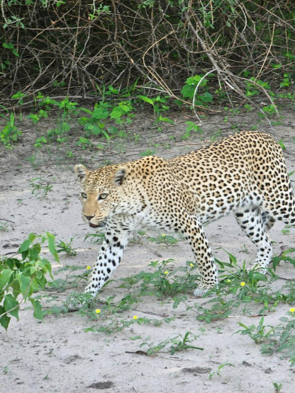 Day Trip to Chobe National Park - A Thrilling Day Trip to Chobe National Park, Botswana