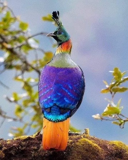 Bird Watching at Chitwan National Park in Nepal.