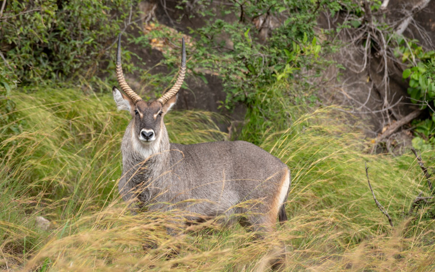 Male antelope in the Kidepo Valley National Park, Uganda.
