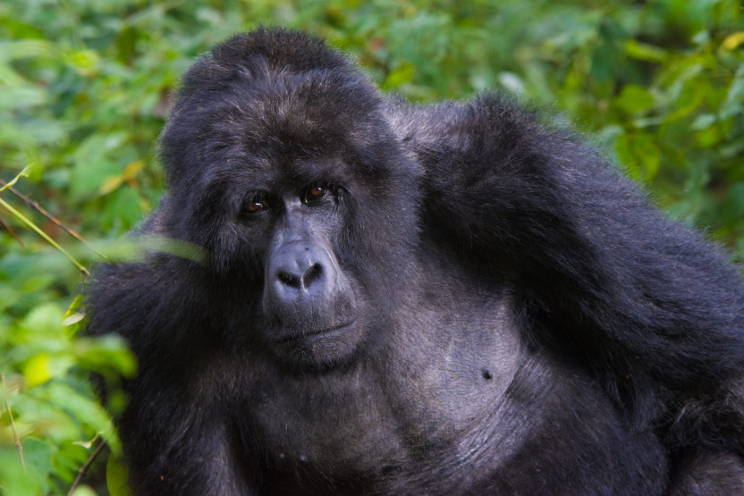 Getting close to a Gorilla in the Mgahinga National Park in Uganda.