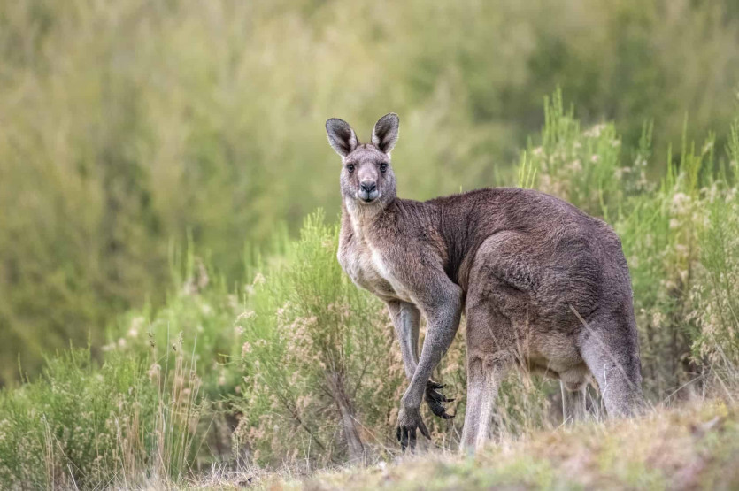 Kangaroo in Australia