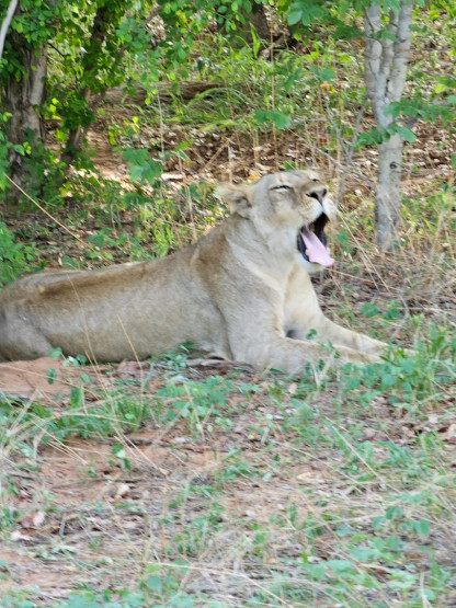 Day Trip to Chobe National Park - A Thrilling Day Trip to Chobe National Park, Botswana