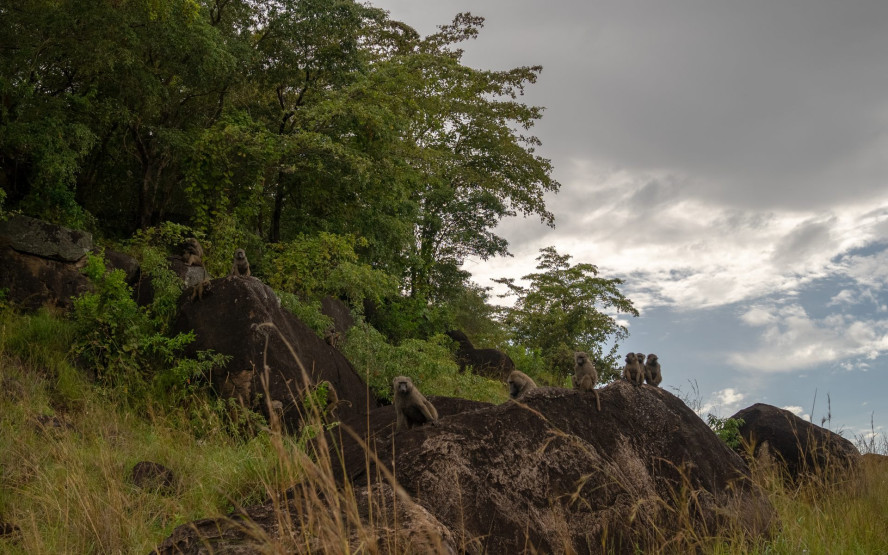 Baboons in the Kidepo Valley National Park, Uganda.