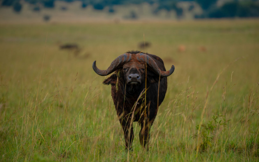 Buffalo in the Kidepo Valley National Park, Uganda.