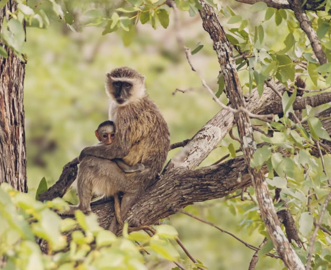 Day Trip to Chobe National Park - A Thrilling Day Trip to Chobe National Park, Botswana