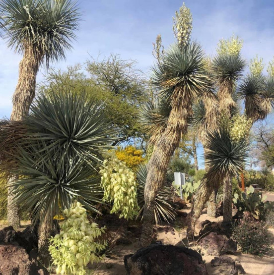 Botanical Garden at the Ethel M Chocolate Factory in Las Vegas, USA.