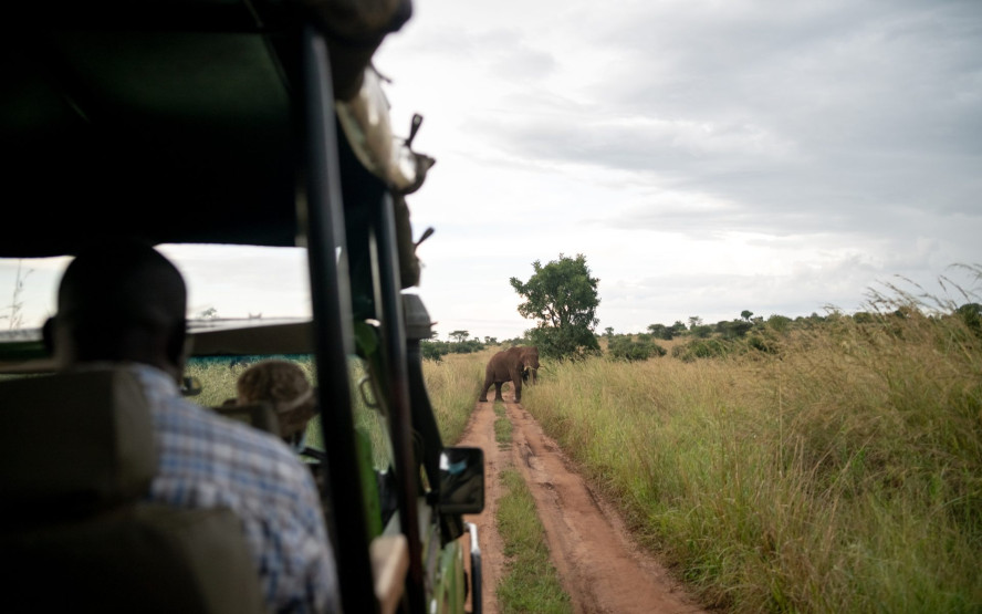 Elephant on the track in the Kidepo Valley National Park, Uganda.
