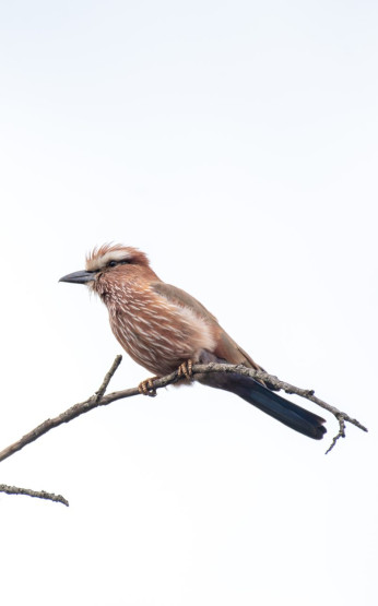 Close up of a bird in the Kidepo Valley National Park, Uganda.