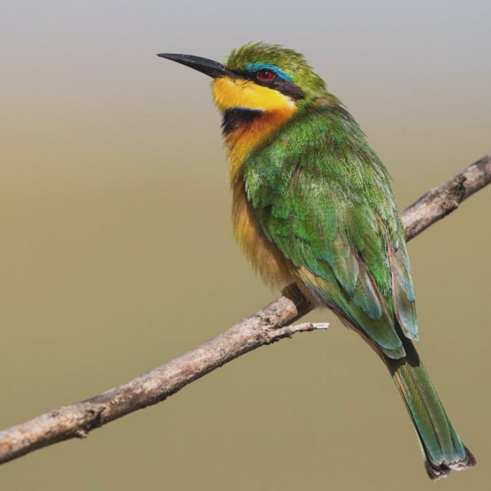 Day Trip to Chobe National Park - A Thrilling Day Trip to Chobe National Park, Botswana