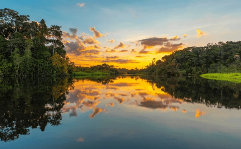 Jungle at the Amazonas River in Northern Peru.