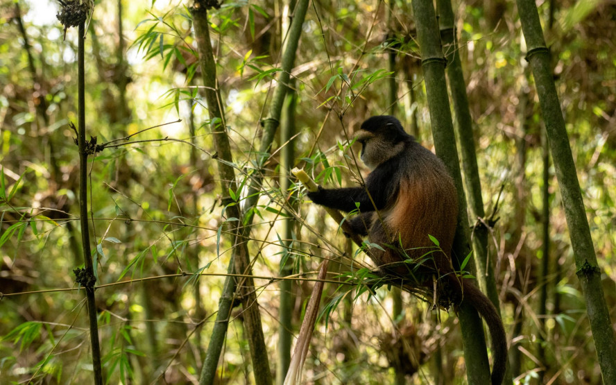 Monkey at the Gorilla Trekking in Mgahinga National Park in Uganda.