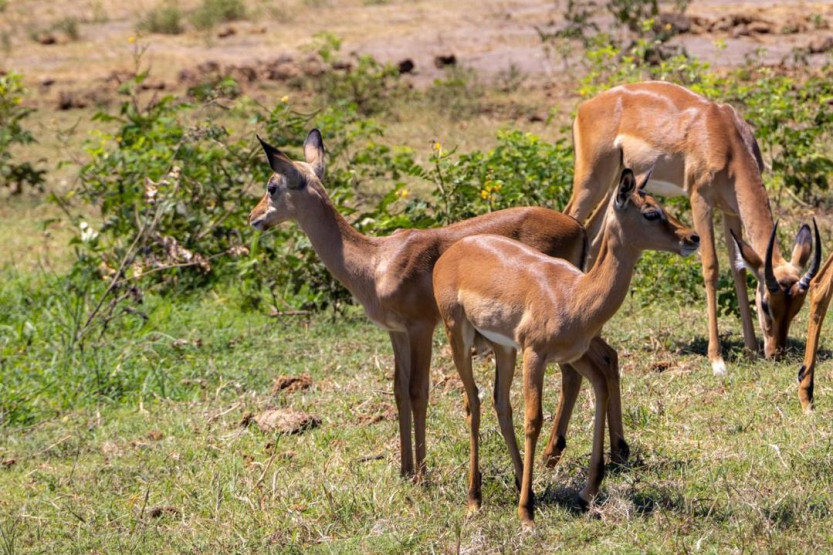 3-Day Victoria Falls Itinerary - 3-Day Victoria Falls Itinerary: Zambia, Zimbabwe and Botswana