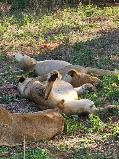 Day Trip to Chobe National Park - A Thrilling Day Trip to Chobe National Park, Botswana