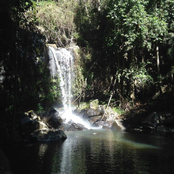 Curtis Falls close to Gold Coast in Australia.