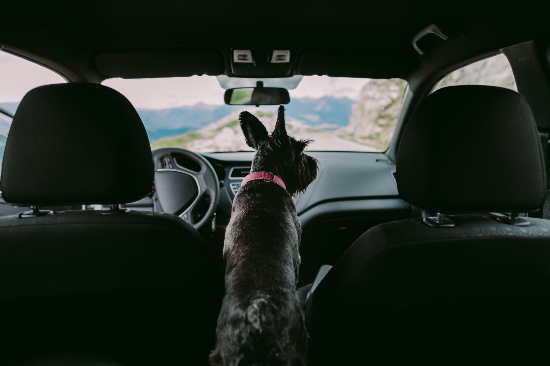 Traveling With Your Dog - Top Tips for Traveling With Your Dog Traveling with your dog