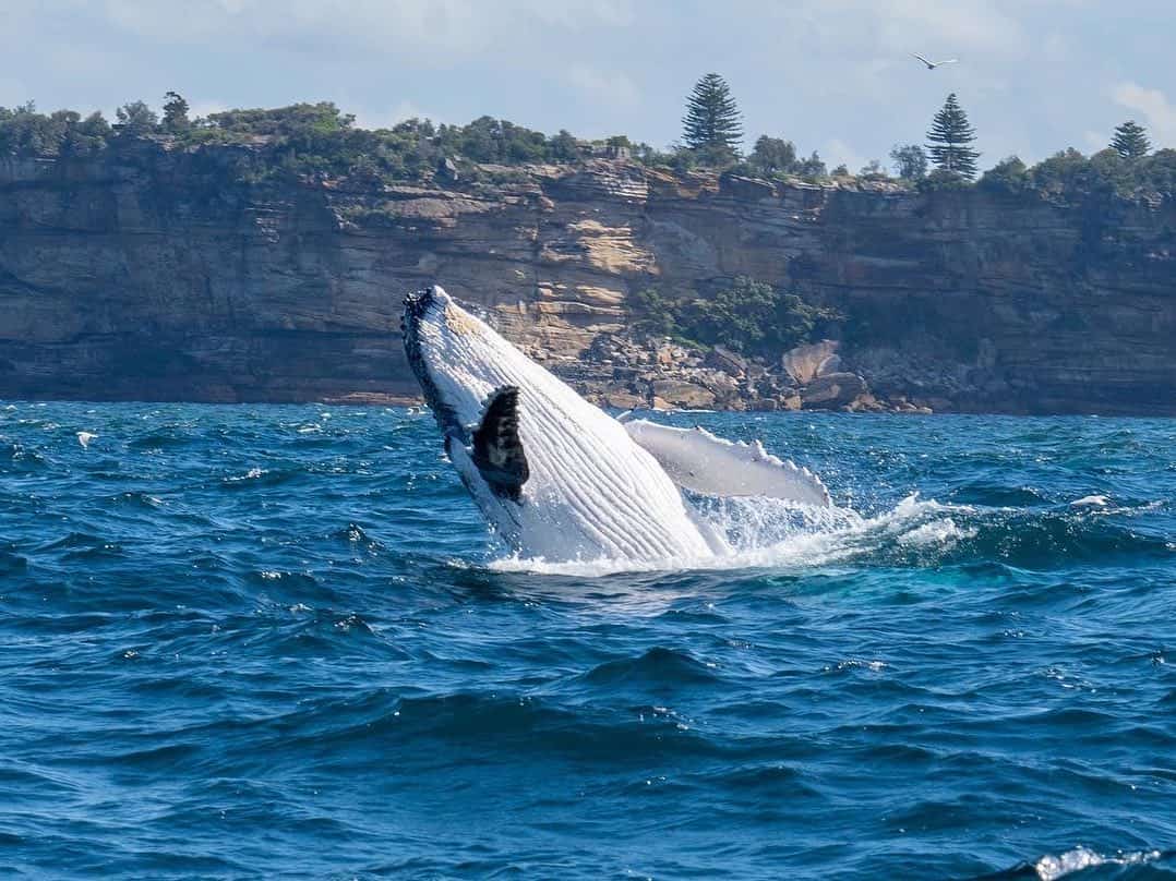whale watching in sydney - Best Time Of Year to go Whale Watching in Sydney Whale jumping out of the water during a Sea Monkey Sailing whale tour in Sidney, Australia.