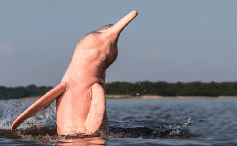 Pink Dolphins in the Amazon - Where to See Pink Dolphins in the Amazon pink dolphin jumping out of amazon river