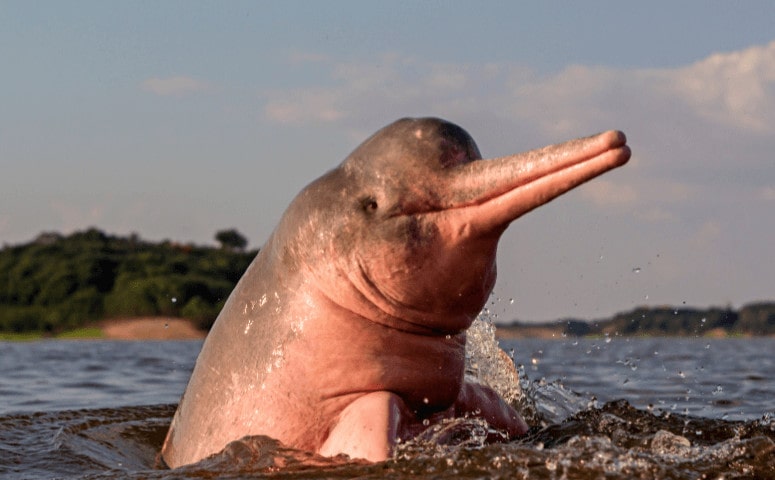 Pink Dolphins in the Amazon - Where to See Pink Dolphins in the Amazon pink dolphin in the amazon river