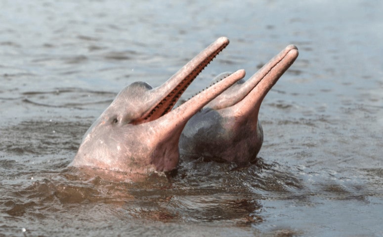 Pink Dolphins in the Amazon - Where to See Pink Dolphins in the Amazon two pink dolphins in the Amazon next to each other in the water