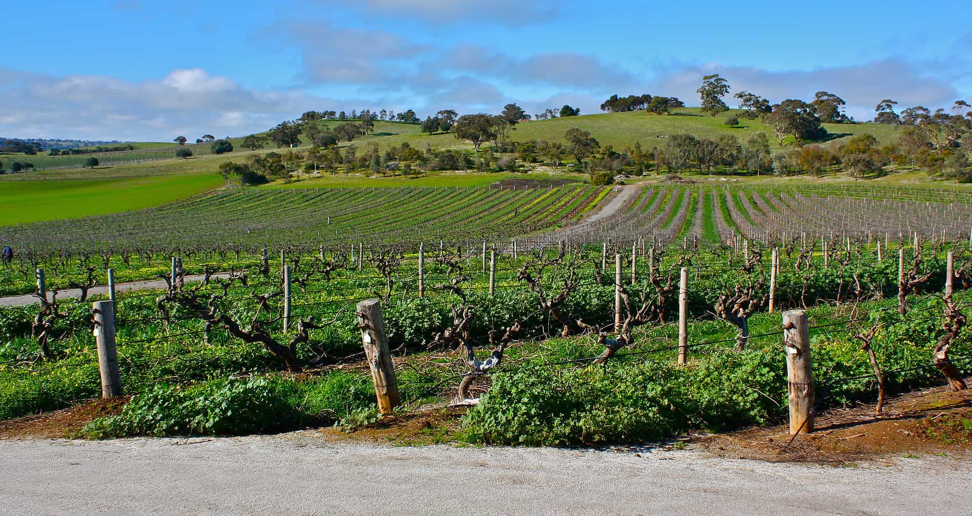 australian wine - Down Under and Uncorked: Exploring Australian Wine and Travel Treasures Wine field in the Barossa Valley, Australia.