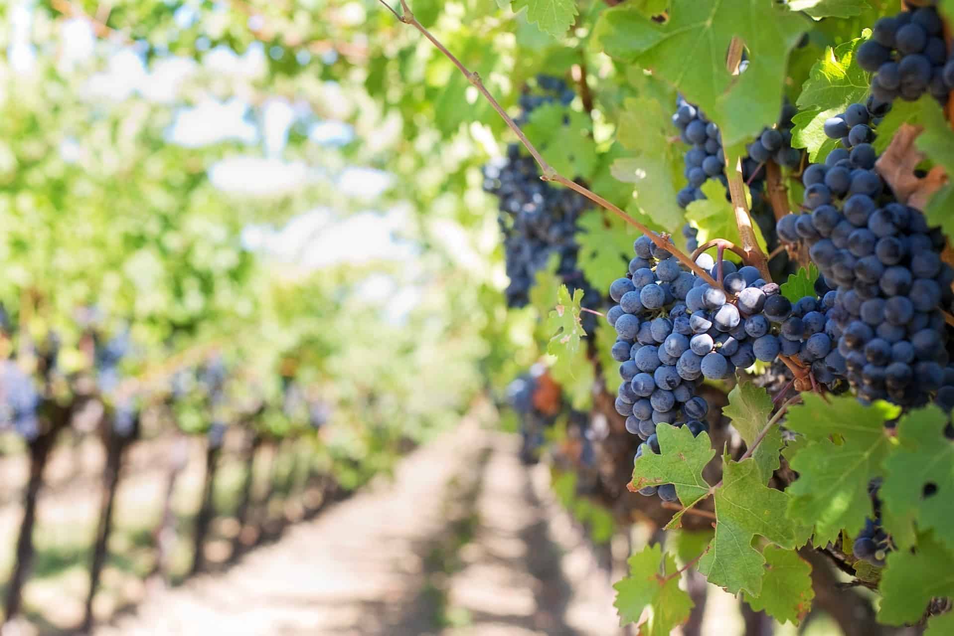 australian wine - Down Under and Uncorked: Exploring Australian Wine and Travel Treasures Wine grapes