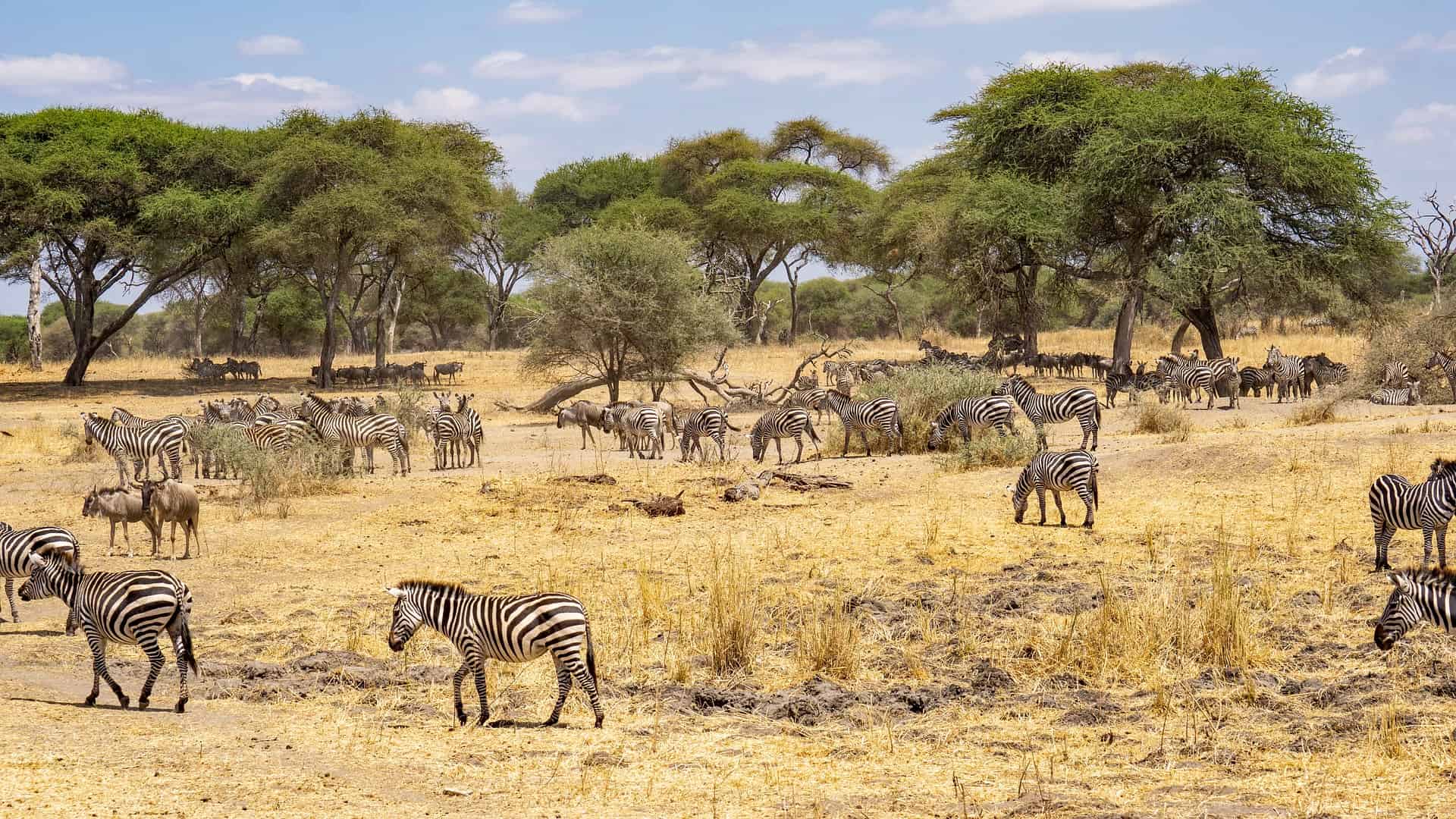 Tanzania vs. Kenya Safari - Tanzania vs. Kenya Safari: Which is the Best? Zebras grassing in Tanzania.