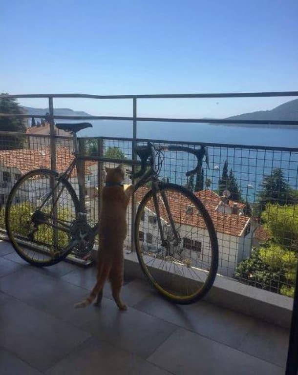 house sitting in Europe - A Summer of House Sitting In Europe house sitting in Europe, Montenegro