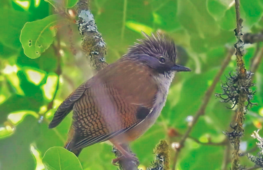 Shivapuri Day Hiking - Why is Shivapuri Day Hiking in Nepal so Popular? Bird Watching in Shivapuri